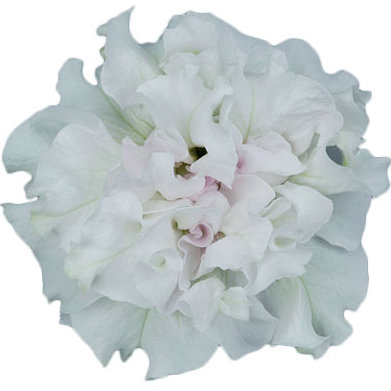 [1175S1685V] Petunia double P12 White
