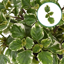 [648S873V] Plectranthus P12 Coleoides