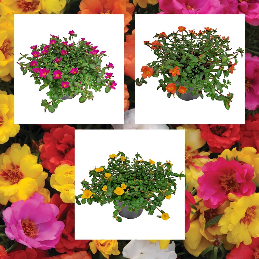 [1588S3104V] Portulaca P12 Divers