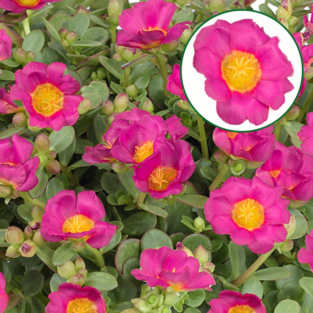 [1588S3036V] Portulaca P12 Fuchsia