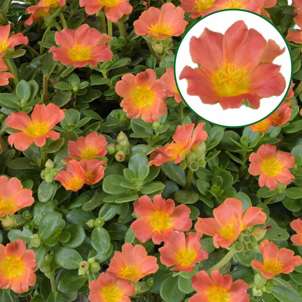 [1588S3037V] Portulaca P12 Orange