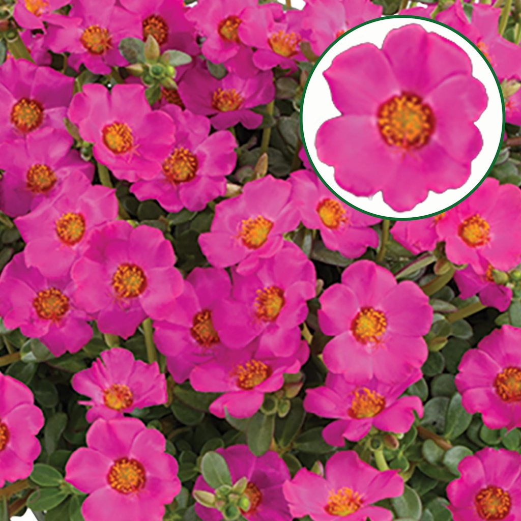 [1588S3093V] Portulaca P12 Purple