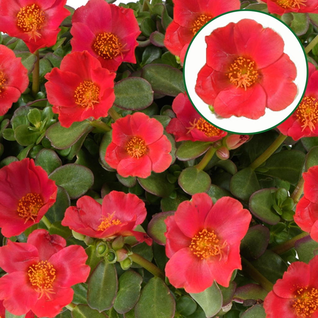[1588S3094V] Portulaca P12 Tropical punch