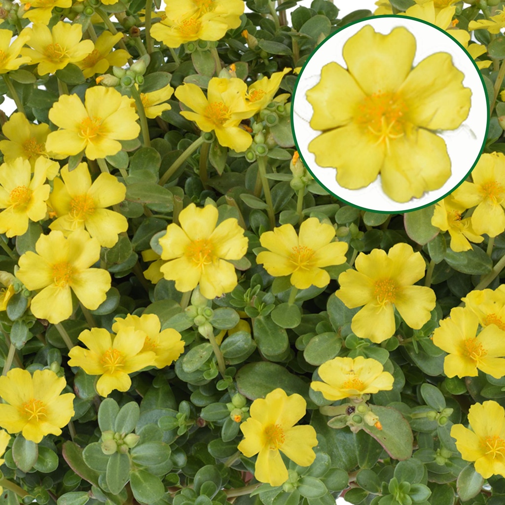 [1588S3038V] Portulaca P12 Yellow