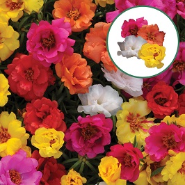 [1334SV] Portulaca Trio P12