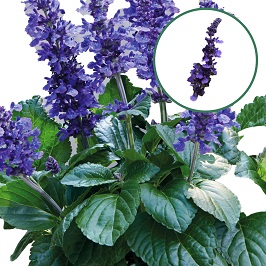 [1467S2467V] Salvia P12 Mysty
