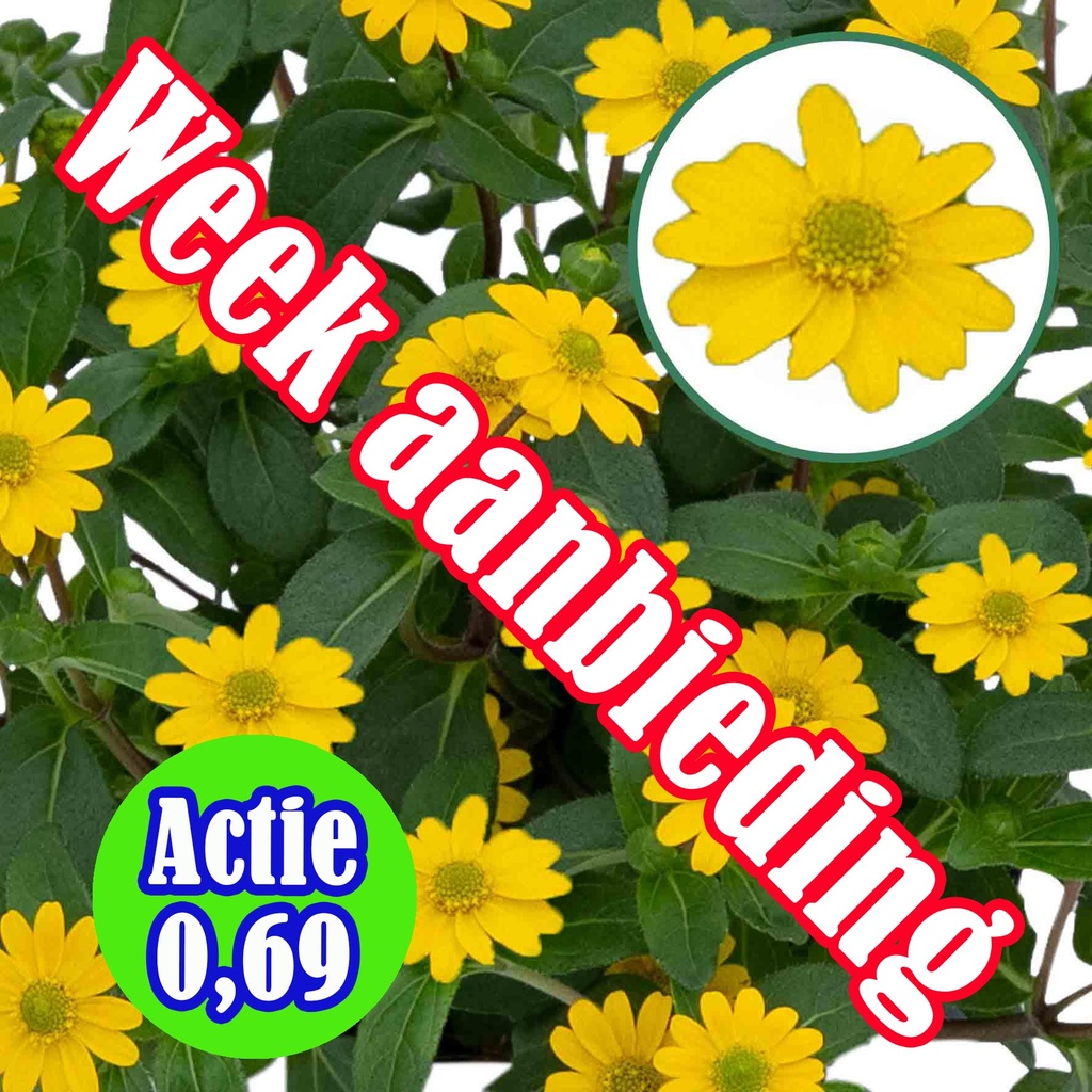 [1657S3313V] Sanvitalea P12 Actie Yellow