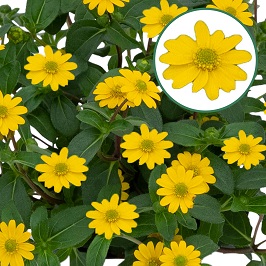 [654S892V] Sanvitalea P12 Yellow