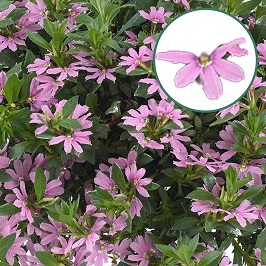 [657S1686V] Scaevola P12 Pink
