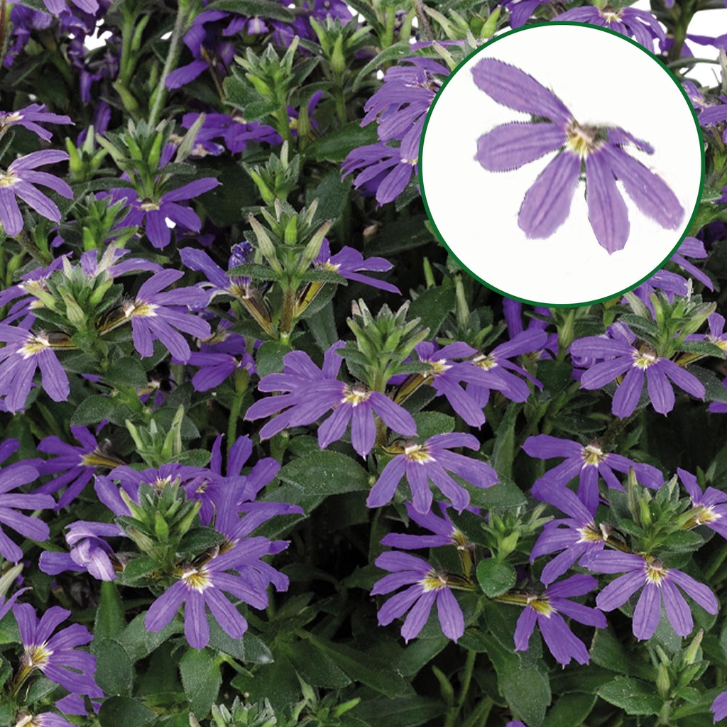 [657S3095V] Scaevola P12 Violet