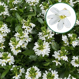 [657S897V] Scaevola P12 White