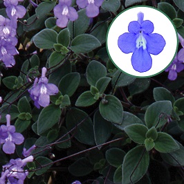[660S901V] Streptocarpus P12 Blue