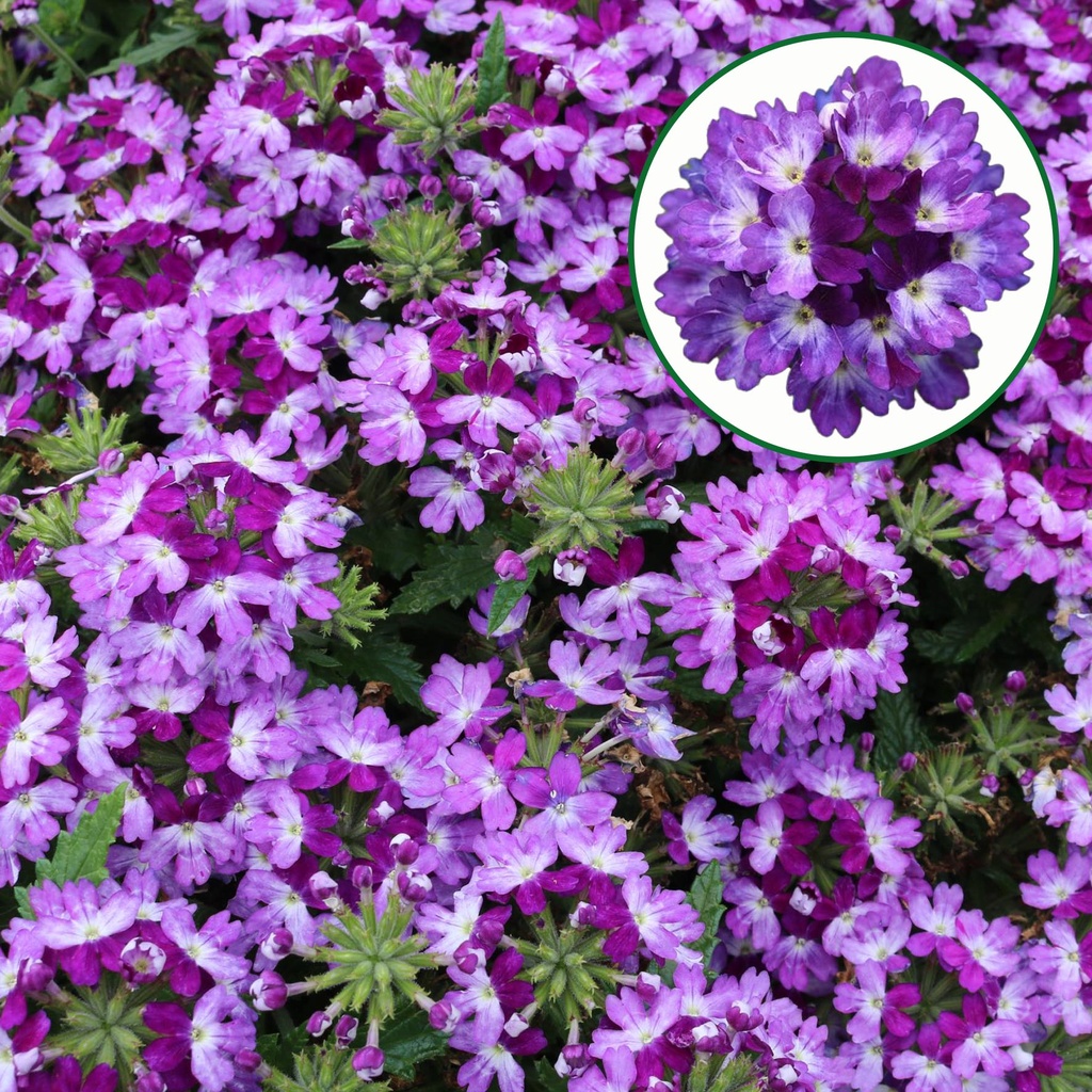 [663S3265V] Verbena P12 Bebob blue