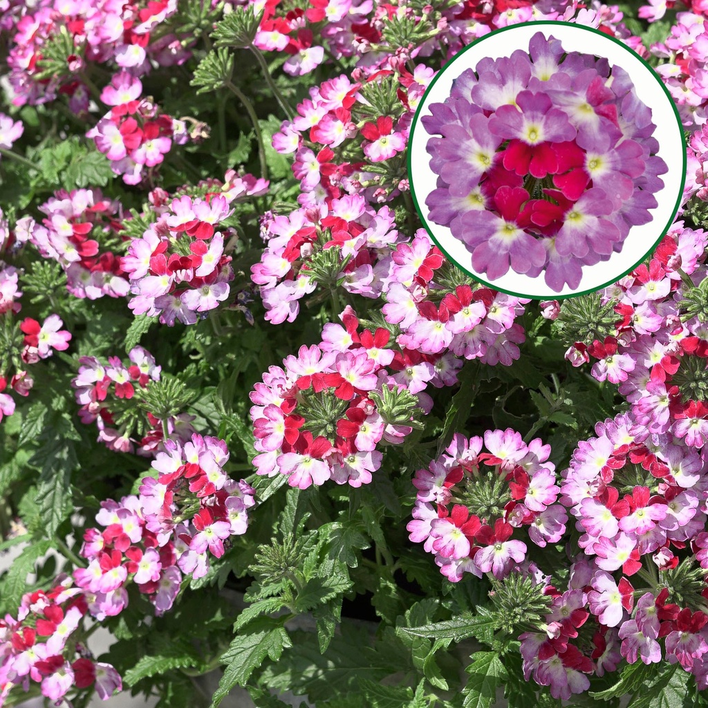 [663S3266V] Verbena P12 Bebob pink
