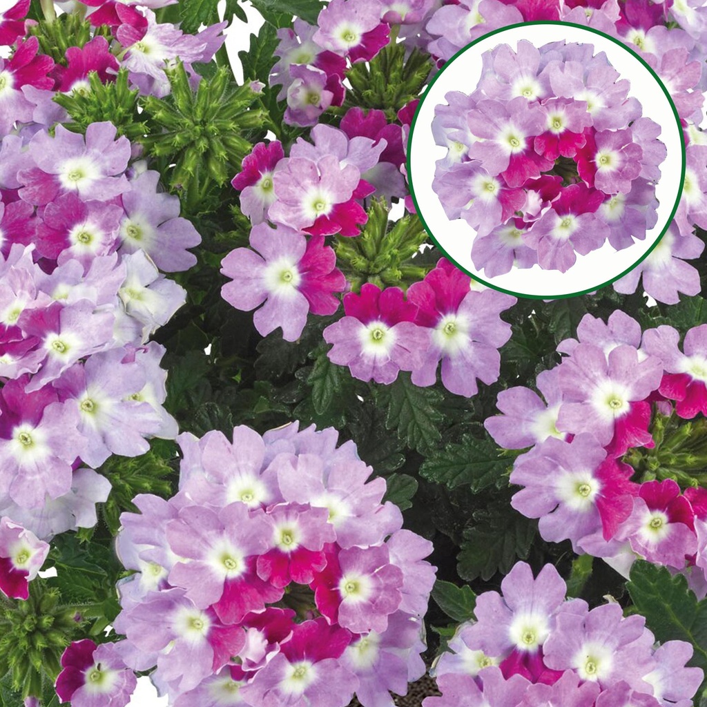 [663S3263V] Verbena P12 Bicolor Purple