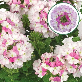 [663S2302V] Verbena P12 Bicolour Pink