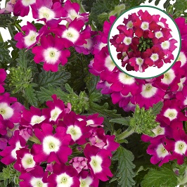 [663S2274V] Verbena P12 Cherry eye
