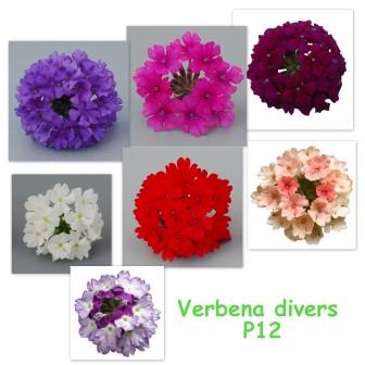 [663S2571V] Verbena P12 Divers