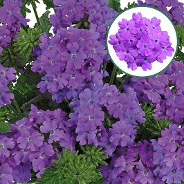 [663S2548V] Verbena P12 Grape