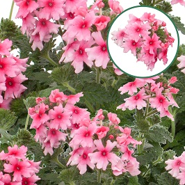 [663S3097V] Verbena P12 Mango pink