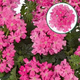 [663S1979V] Verbena P12 Neon pink