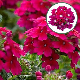 [663S1981V] Verbena P12 Purple
