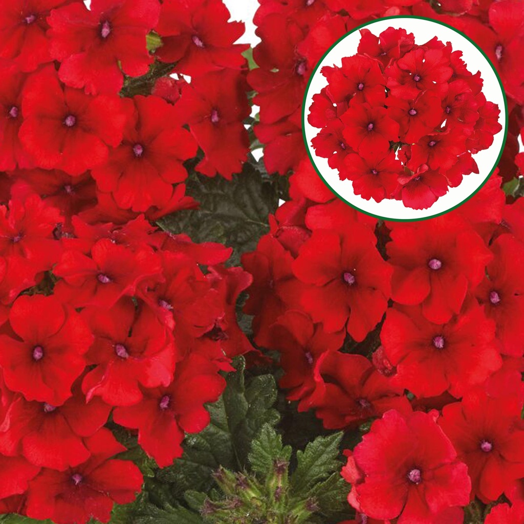 [663S3264V] Verbena P12 Red
