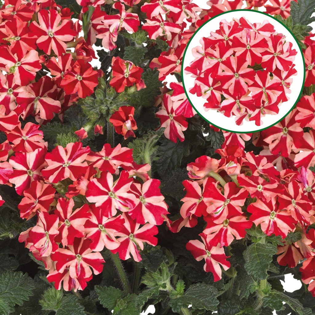 [663S3096V] Verbena P12 Red star