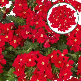 [663S917V] Verbena P12 Scarlet