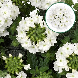 [663S918V] Verbena P12 White
