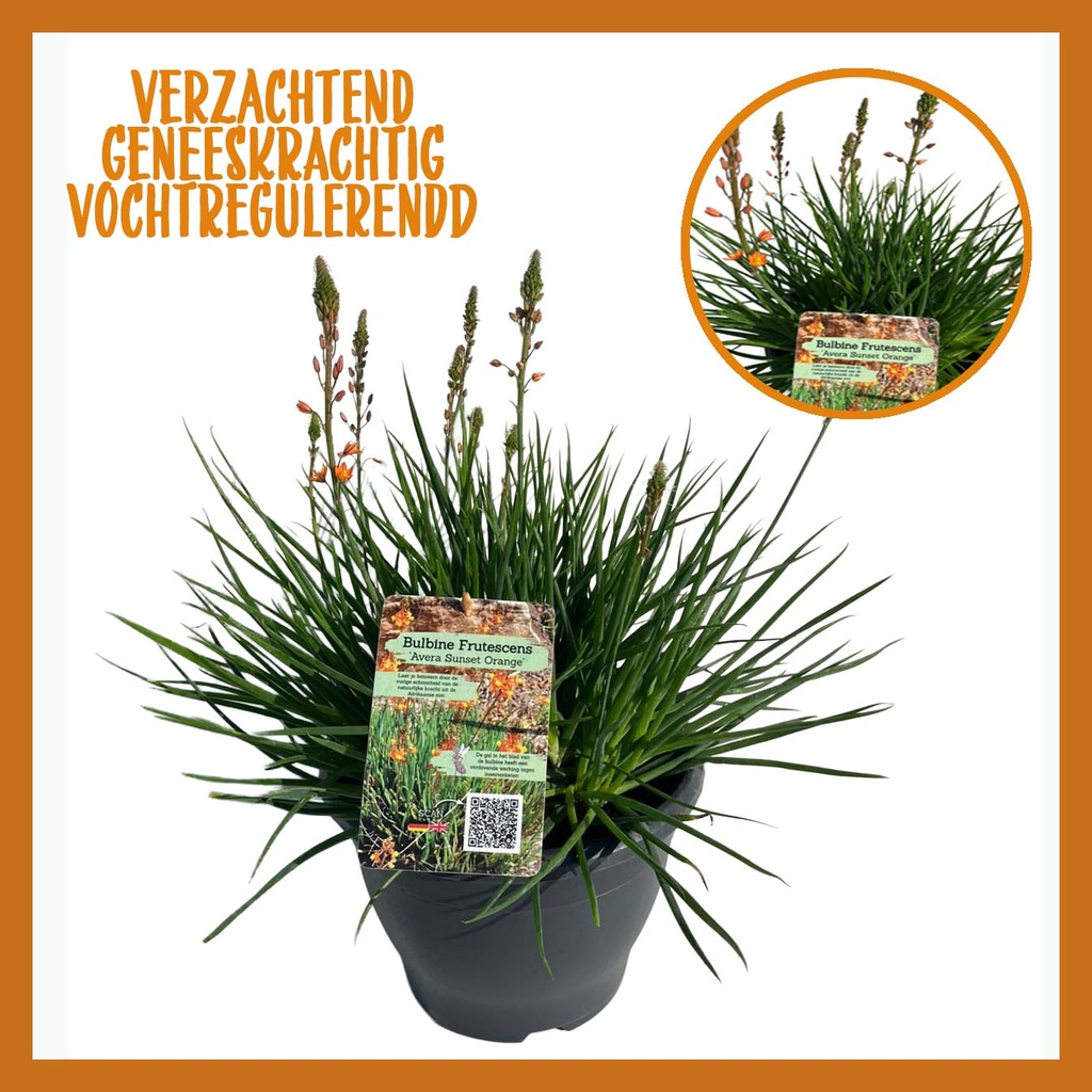 [1653S3291V] Bulbine TP26 Fruetescens