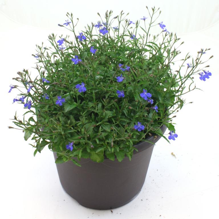 [637S813V] Lobelia TP26 Bleu