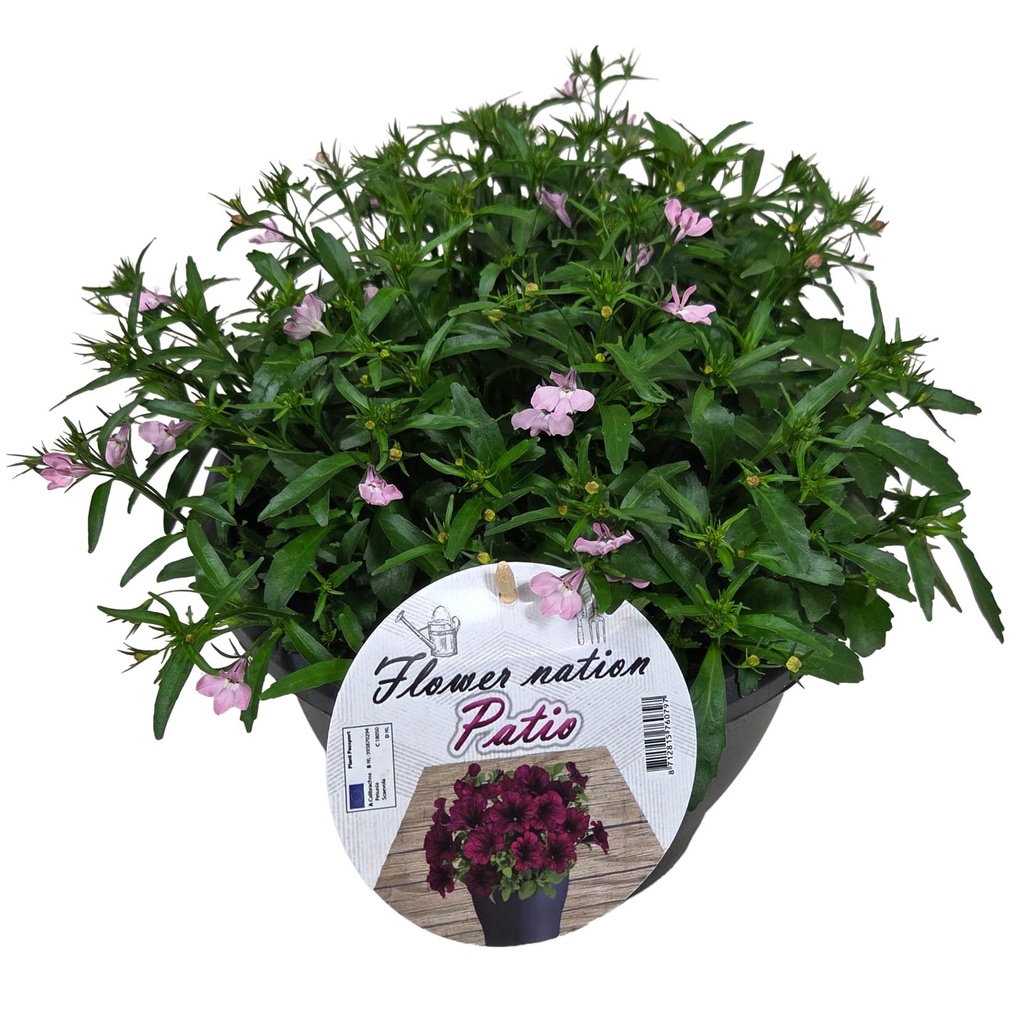[637S3300V] Lobelia TP26 Blue
