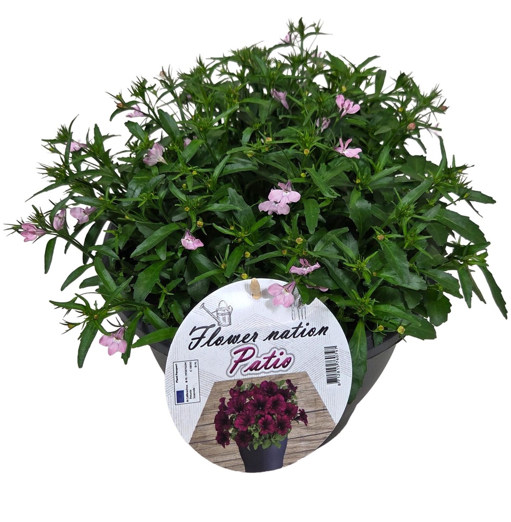 [637S3302V] Lobelia TP26 Pink