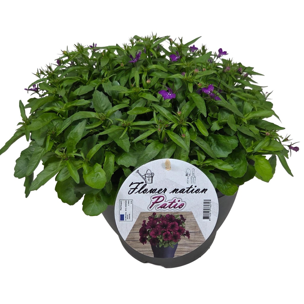 [637S3301V] Lobelia TP26 Purple