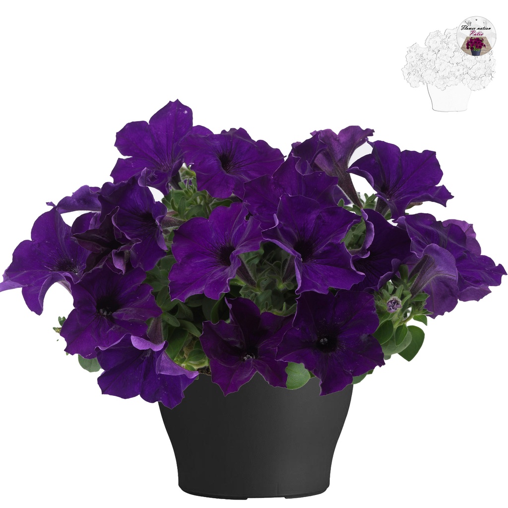 [647S865V] Petunia TP26 Bleu
