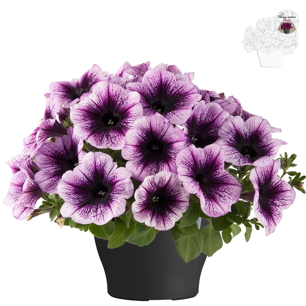 [647S3208V] Petunia TP26 Blueberry