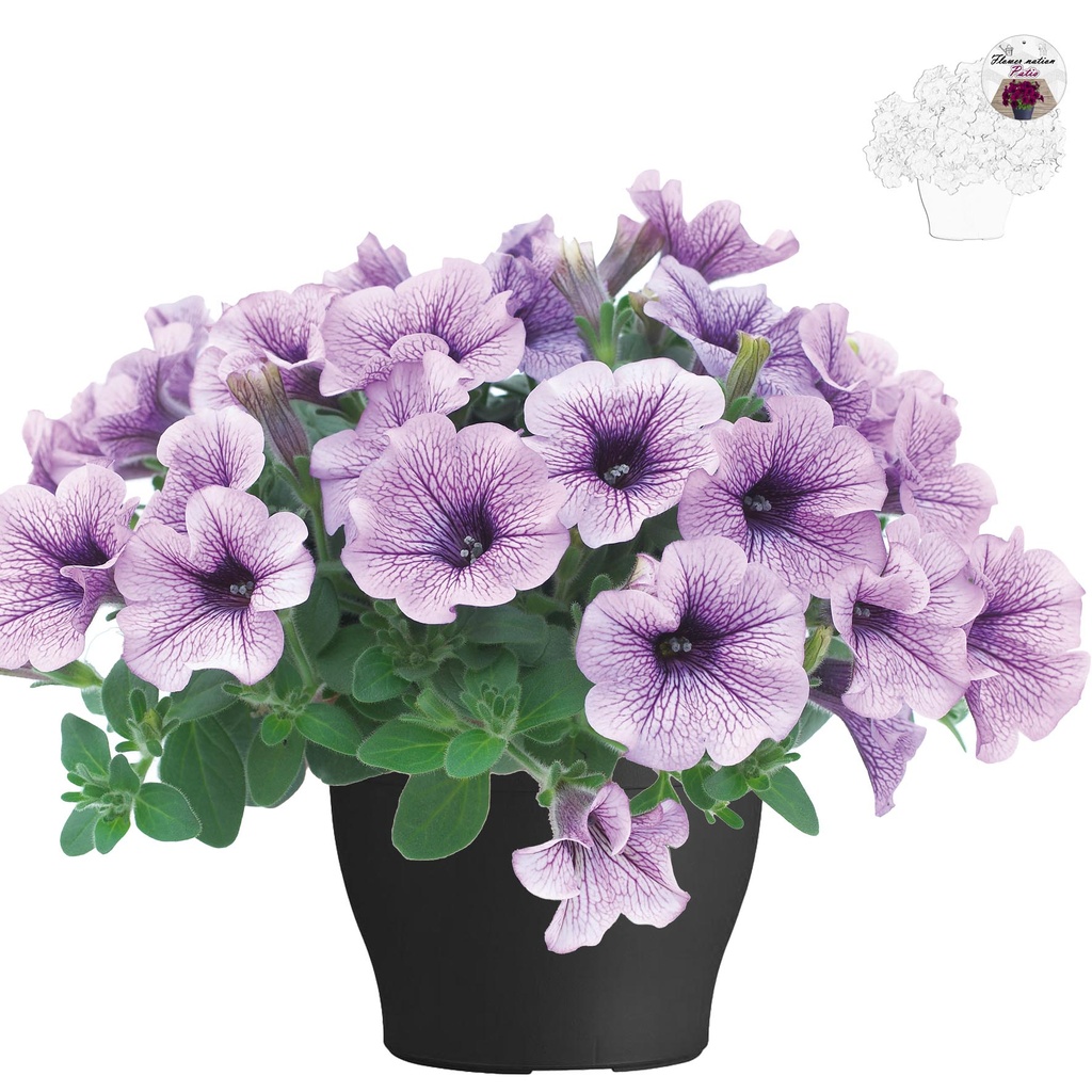 [647S1874V] Petunia TP26 Compact purple vein