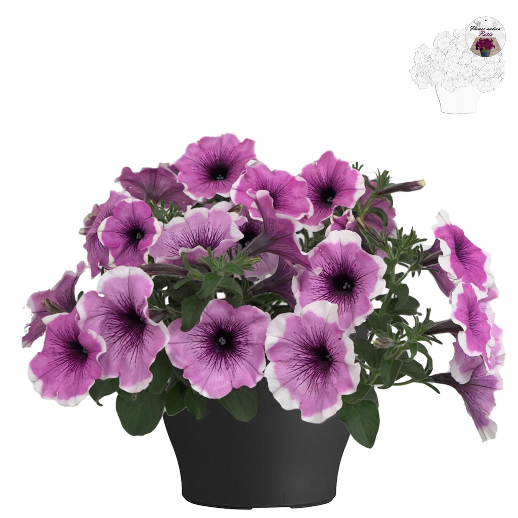 [647S3207V] Petunia TP26 Lavender blush