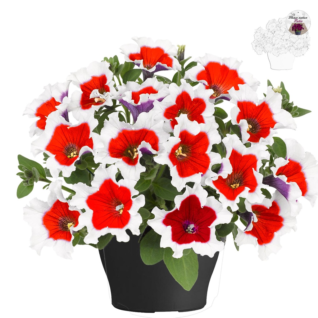 [647S3209V] Petunia TP26 Red picotee