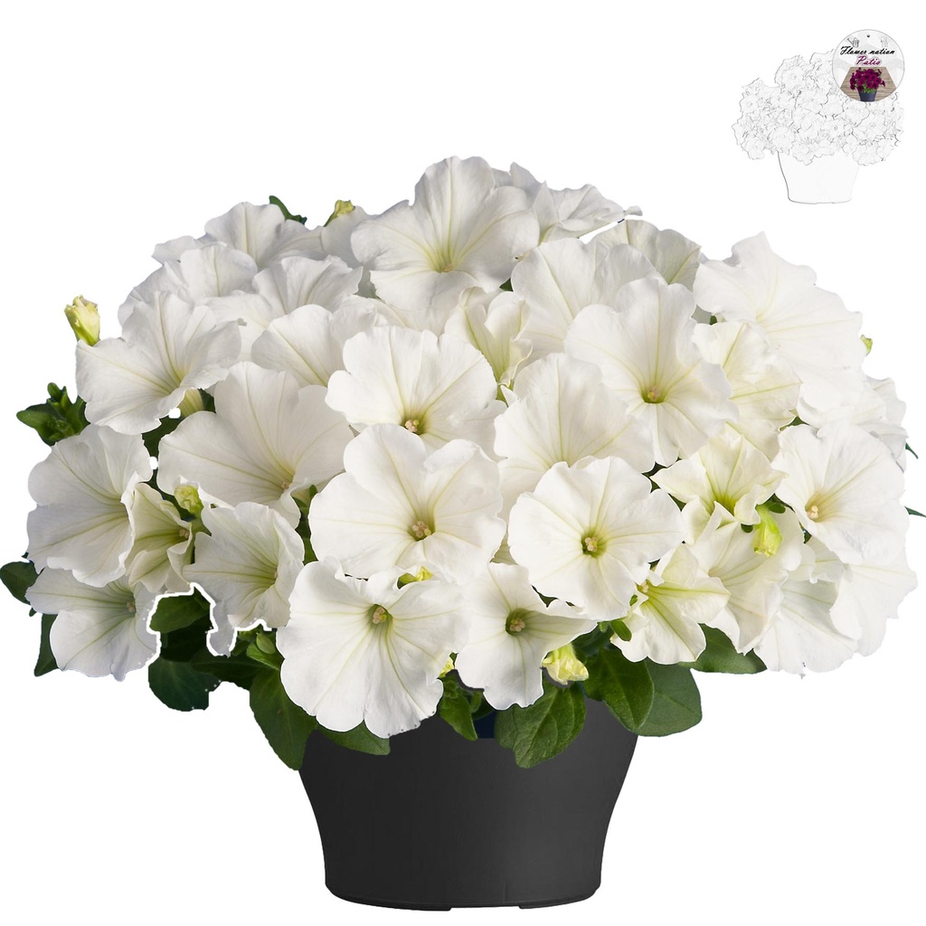 [647S872V] Petunia TP26 White