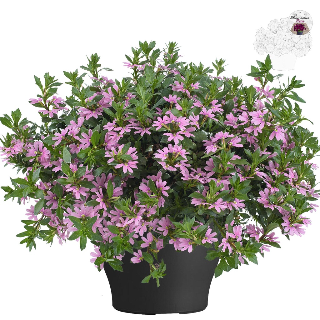 [658S1487V] Scaevola TP26 Pink