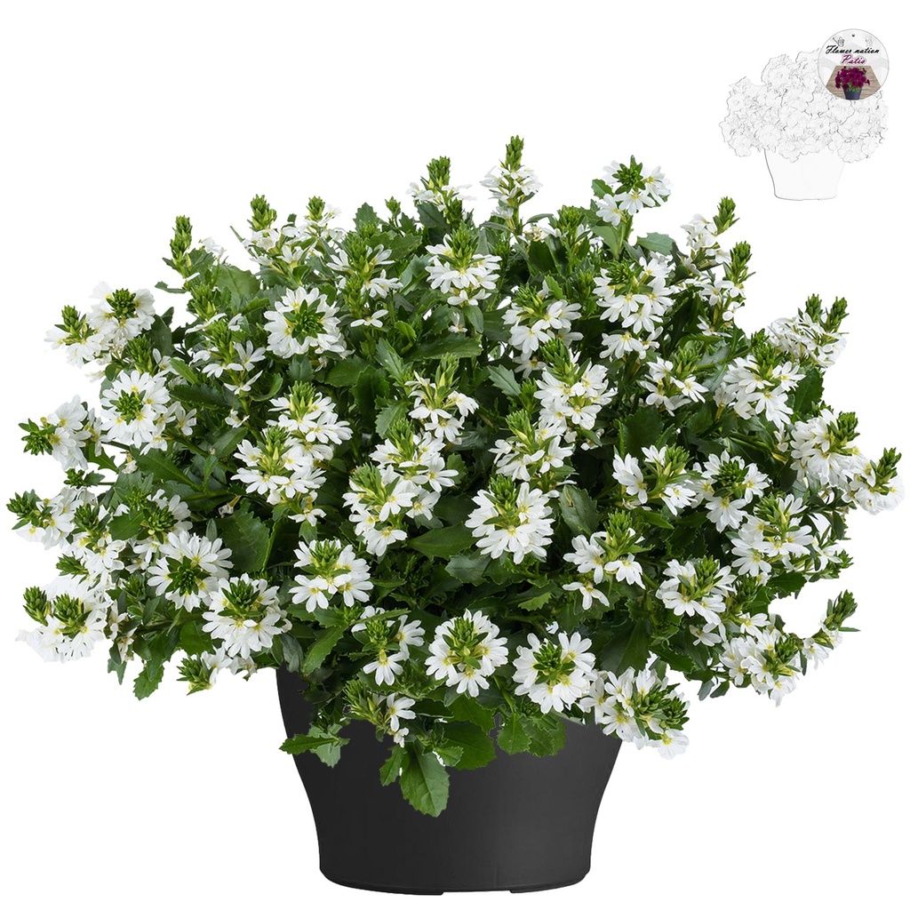 [658S899V] Scaevola TP26 White