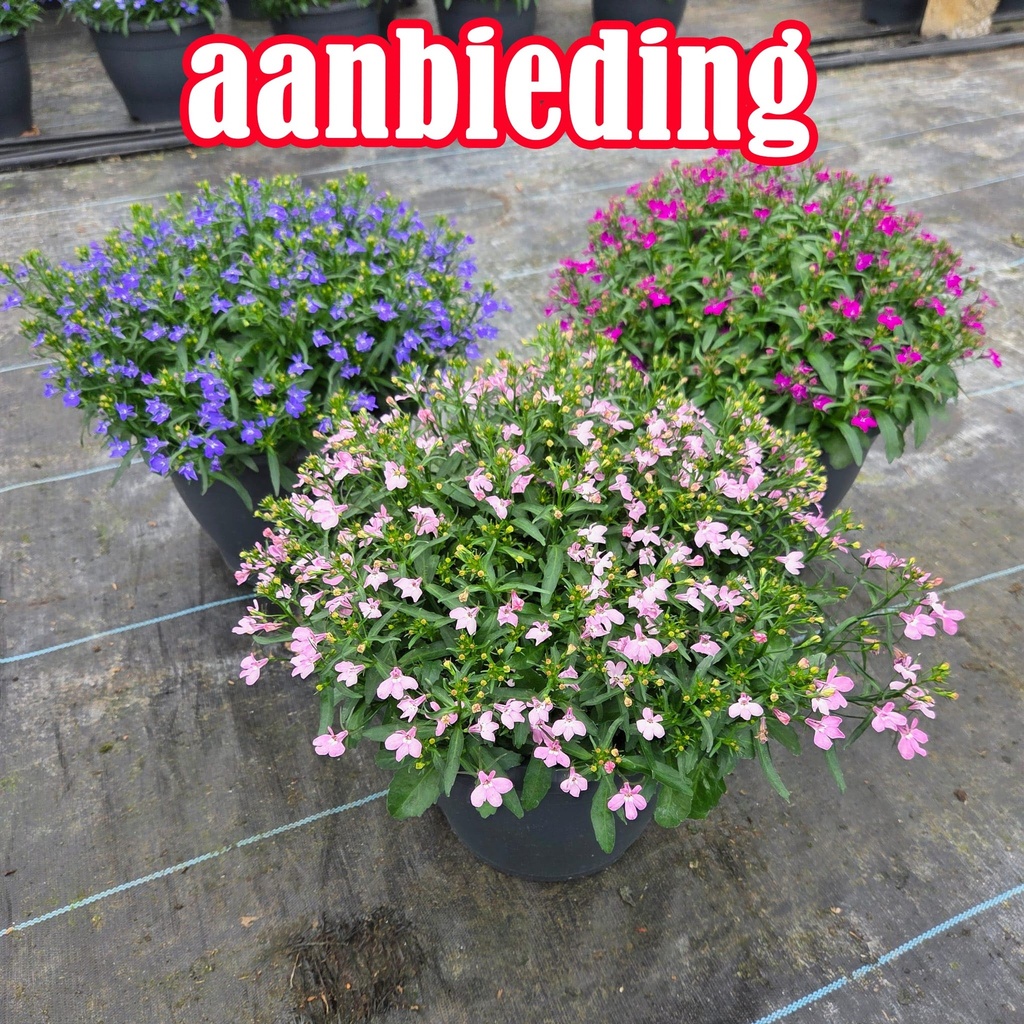 [1662S3320V] TP26 Lobelia actie Pink