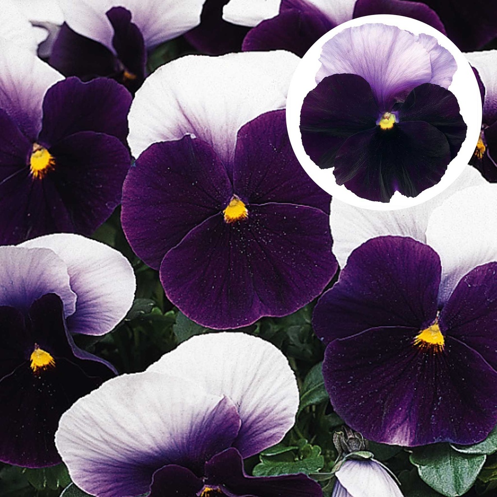 [667S1035V] Viola P9 Grootbloemig Beaconsfield