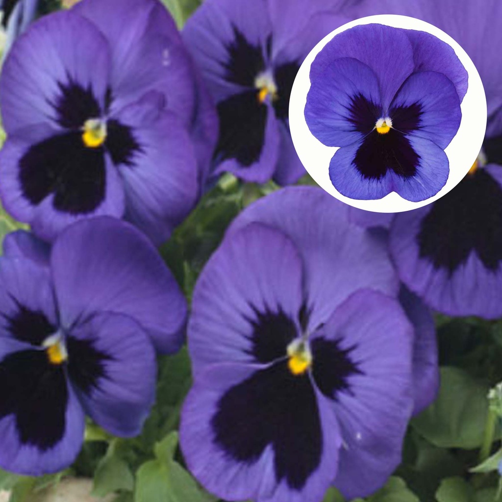 [667S948V] Viola P9 Grootbloemig Blue blotch