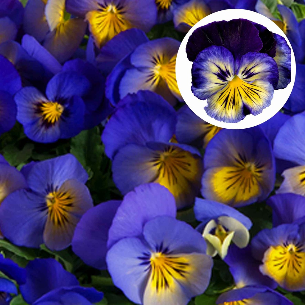 [667S2308V] Viola P9 Grootbloemig Blue morpho