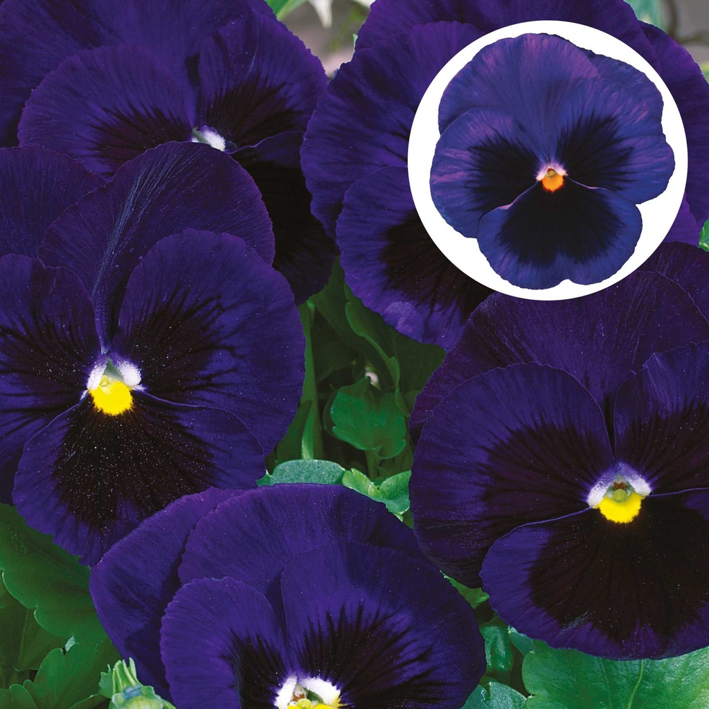[667S1649V] Viola P9 Grootbloemig Deep blue