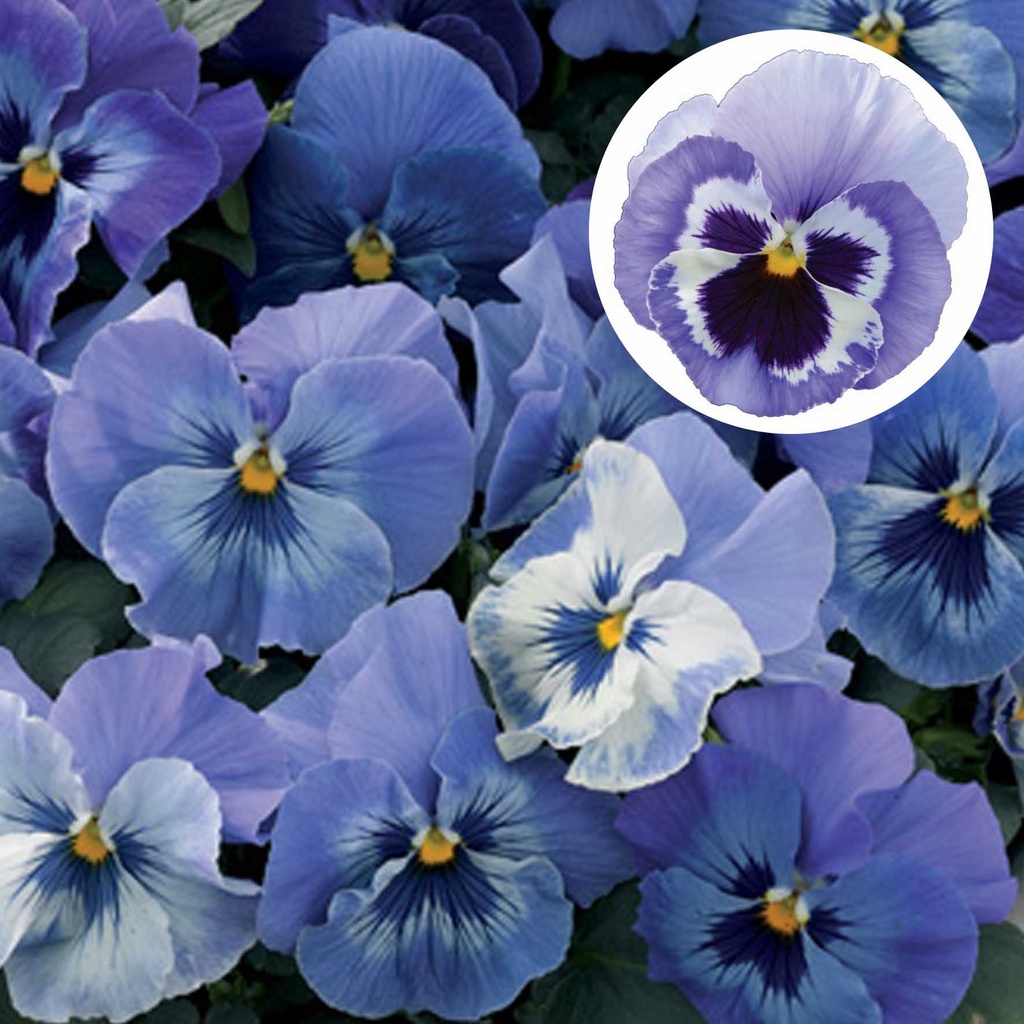 [667S2131V] Viola P9 Grootbloemig Delft