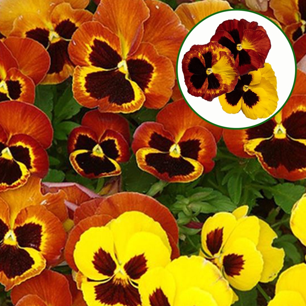 [667S3220V] Viola P9 Grootbloemig Fire Andre Rieu